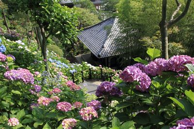 Hasedera Tempel